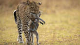 Bebé babuino se aferra a su madre muerta en las fauces de un leopardo
