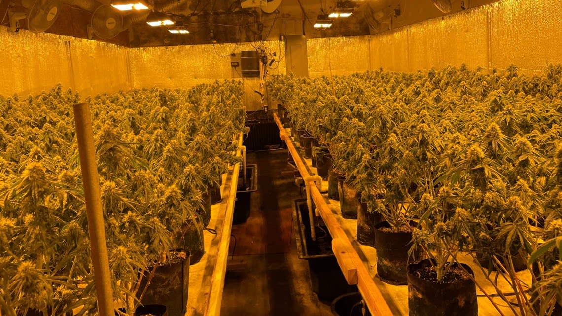 Organized crime with ties to China may be behind illegal Maine marijuana grows, feds say