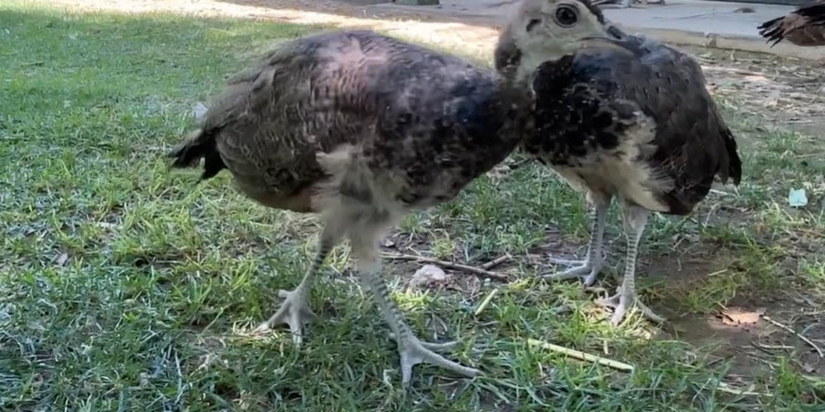 Donations help beloved Peafowls repopulate at Las Vegas Valley park