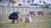 寵物公園台北台中台南高雄哪裡有？帶狗狗進入寵物公園該注意什麼？