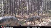 Tracking the U.P. Wolf