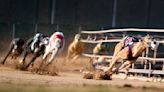 Greyhound racing nearing its end in the US after long slide