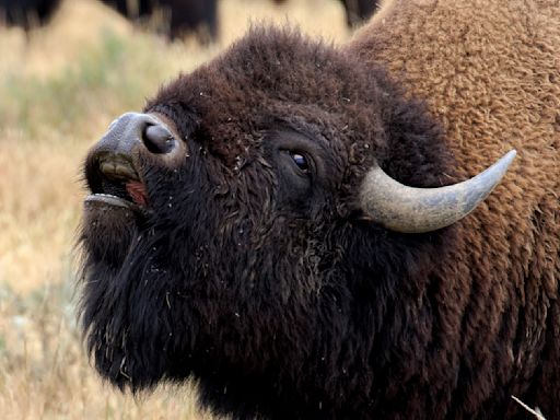 Yellowstone bison tears bumper off car effortlessly as driver tries to sneak past