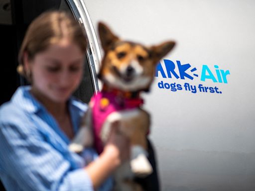 Bark Air: Bei dieser Airline genießen Hunde Luxus pur