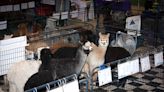 Alpacas return to the Summit County Fairgrounds at the Annual Buckeye Alpaca Show