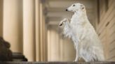 Man's Clever Method of Training Borzoi To Do Tricks Is Downright Hilarious