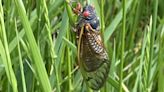 Facts about cicadas: How long do cicadas stay around?