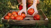 When and how to fertilize tomatoes – veg growing expert explains how to get your timing and method right