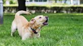 Reactivity in dogs: The signs, causes and tips for calming reactive dogs, explained