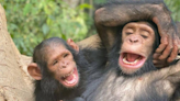 Little Chimpanzee’s Adorable Laughter After Being Tickled Is Positively Contagious
