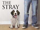 The Stray