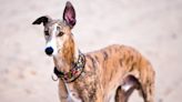 What is a sighthound? 29 sighthound breeds and what you need to know about them