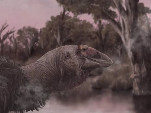 Desenterrando el pasado: el cráneo que revela los secretos del “giga-ganso” prehistórico australiano