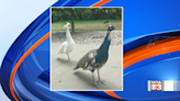 Two peacocks on the loose in Mount Zion