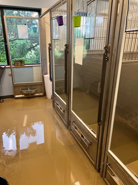 At least 100 dogs, cats inside Wheeling animal shelter when facility flooded: ‘I don’t know how they survived but they did’