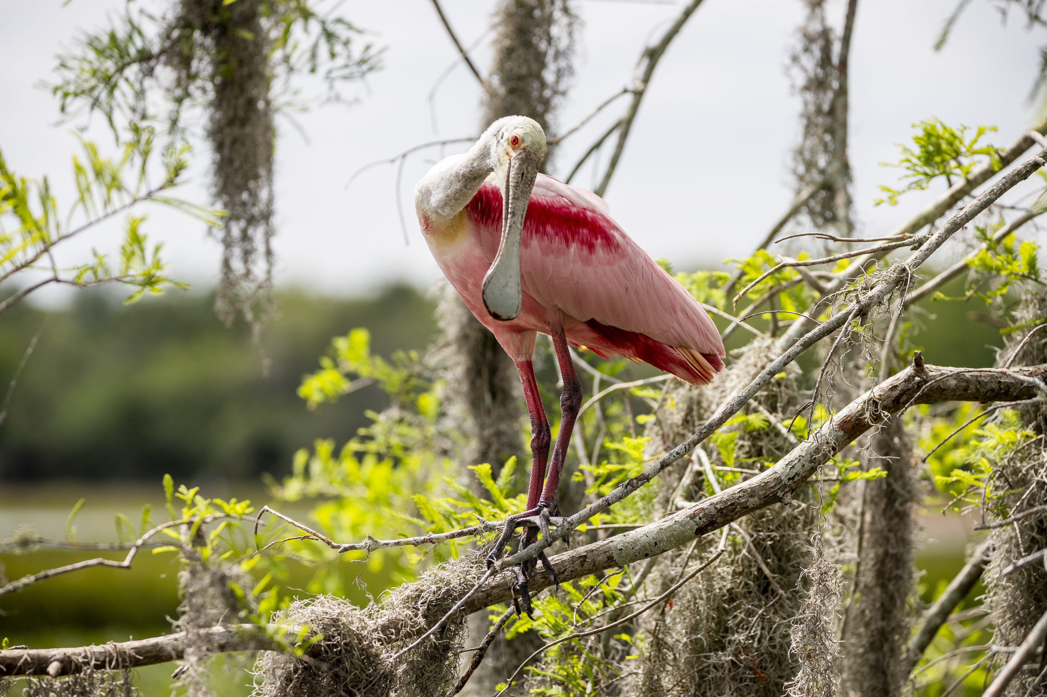 National Go Birding Day: Visit Orlando Wetlands Park, a birder’s paradise