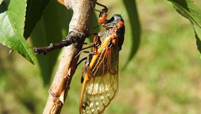 Cicadas are soon coming to Virginia. The question is where.