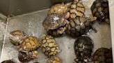 全球烏龜貿易規模龐大 過半龜種面臨生存危機