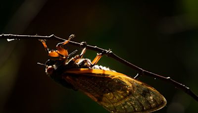 What to know about the historic cicada emergence in Chicago and Illinois