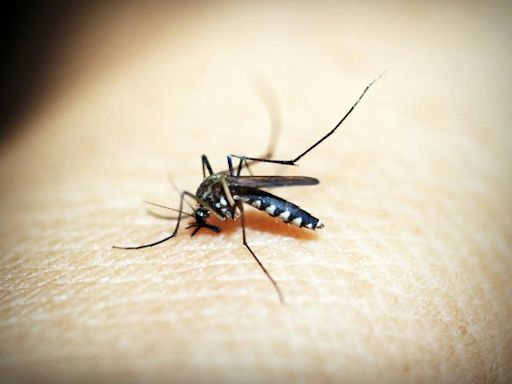 登革熱疫情逐漸上升！前往東南亞國家旅遊應注意「防蚊措施」