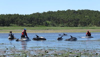 UPDATE: 125 dolphins stranded on Cape Cod, rescuers reported