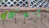 Summer planting many of your favorite vegetables in July