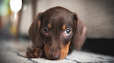 Mini Dachshund Squeaks in Protest After Mom Says 'No' and It's Too Funny