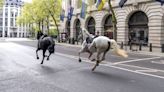 Riderless horses recovered after ‘a number’ broke free and ran through central London