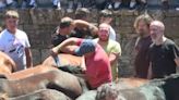 Así es el festival 'Rapa das bestas' en el que los gallegos cortan las crines de caballos salvajes
