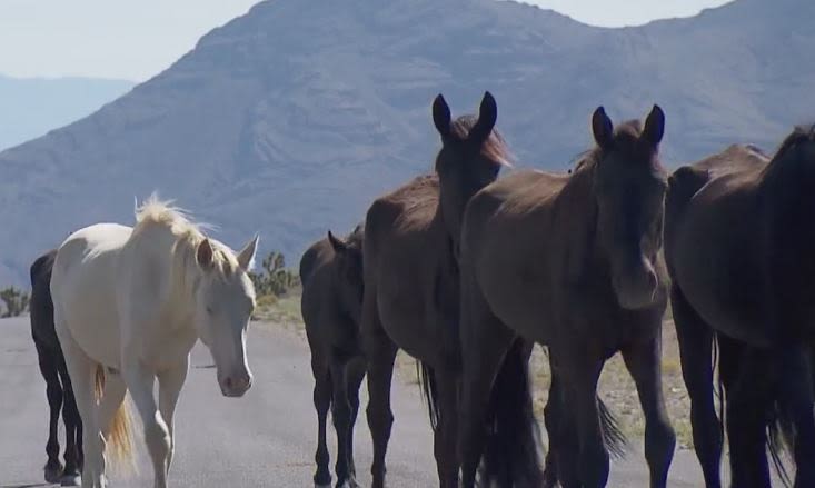 Wild horses, burros removed from public lands near Las Vegas