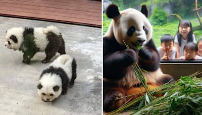 Zoológico pinta perritos para hacerlos pasar por pandas y causa polémica