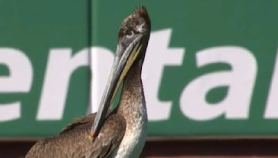 Giants Announcer Absolutely Nailed Play-by-Play of Pelican Flying Around Oracle Park