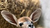 Female lesser kudu born at Cincinnati Zoo