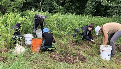 York Region on alert for new invasive species posing threat