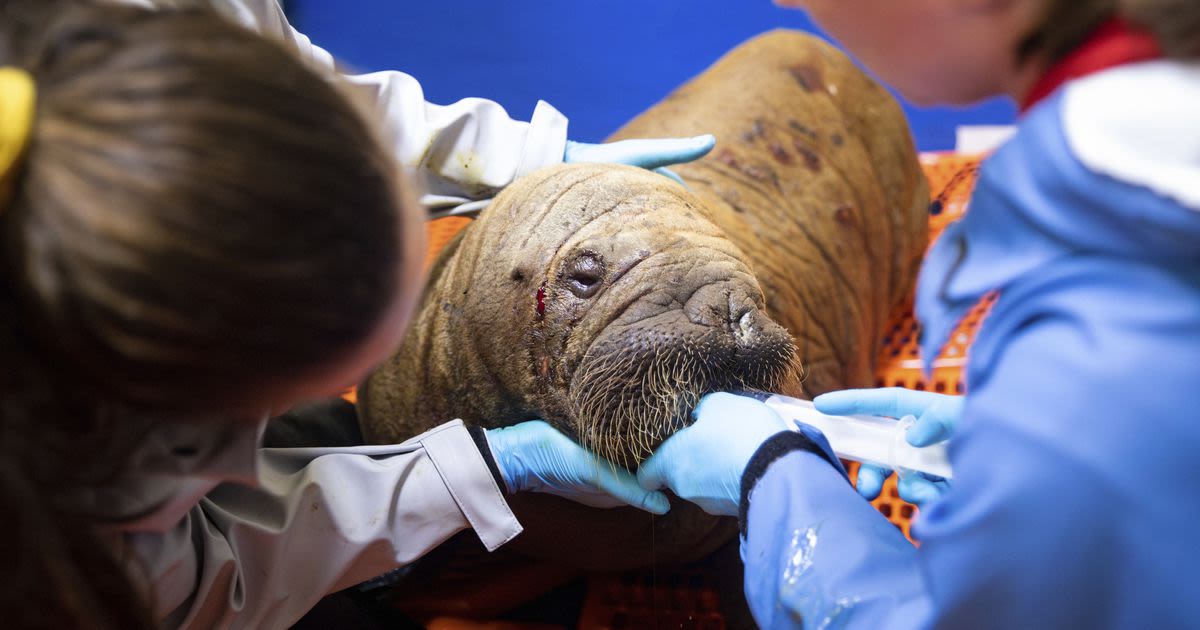 Rescued walrus calf 'sassy' and alert after seemingly being left by her herd in Alaska