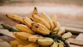 Pourquoi les bananes sont-elles courbées ?