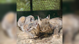 Bobcat kittens find new home at New Orleans’ Audubon Zoo