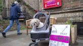 #DogsAtPollingStations: Tierische Wahl in Großbritannien