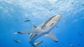 Silky shark makes record breaking migration in international waters of the Tropical Eastern Pacific