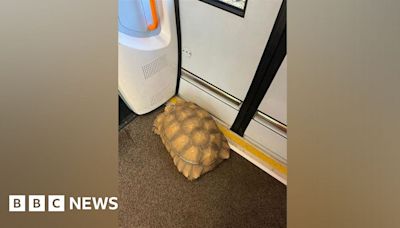 Tortoise on tracks causes rail delays between Ascot and Bagshot