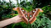 Italy Tanzania Butterfly Research