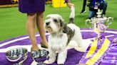 Dog named Buddy Holly is first of its breed to win Westminster show