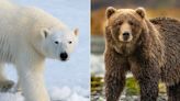 Climate Change Could Lead to Increase in 'Pizzly' Bears, a Polar Bear and Grizzly Bear Hybrid