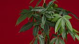 An ultimate guide to houseplants: Pachira Aquatica (the money tree plant)