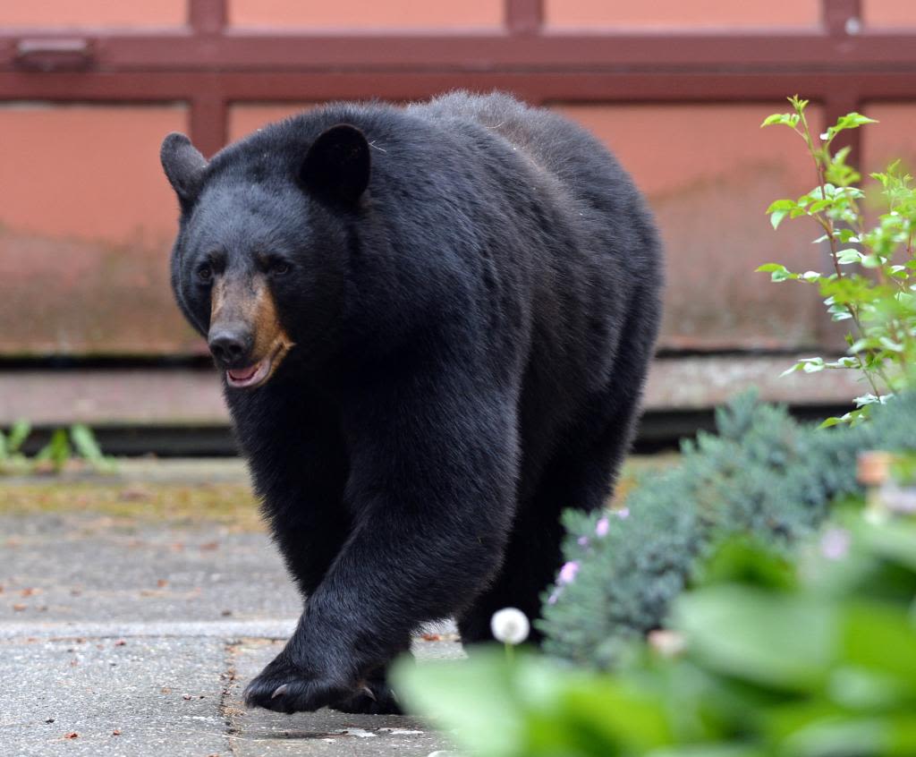 Still-at-large bear kills Chihuahua, injures second dog in Sparta, NJ