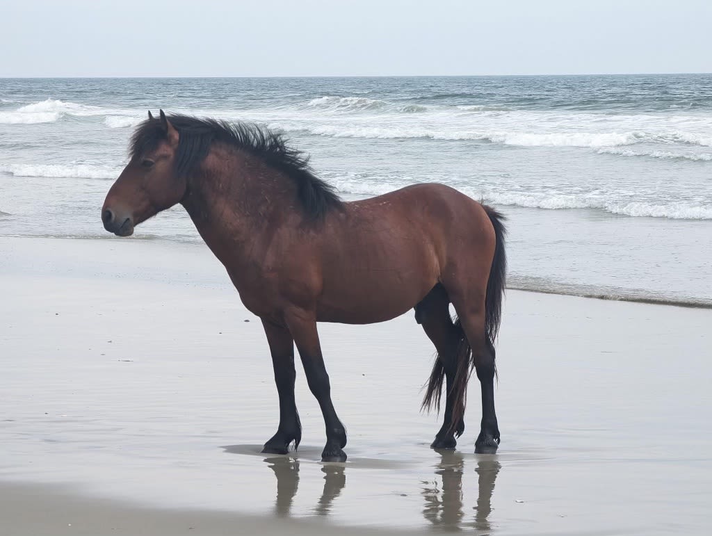 Rare Outer Banks stallion euthanized after being hit by off-road vehicle