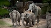 How many elephants are left in the world? The status of elephant populations