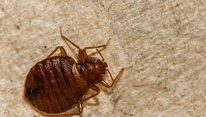 Athens-Clarke County Courthouse closed for a week for bed bug treatment