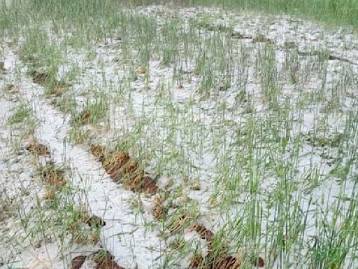 Granizada daña 3.2 hectáreas de trigo del municipio de Pocoata de Potosí - El Diario - Bolivia