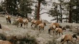 ‘Wait for me!’ Watch as surprise straggler tags along behind huge elk herd in Colorado